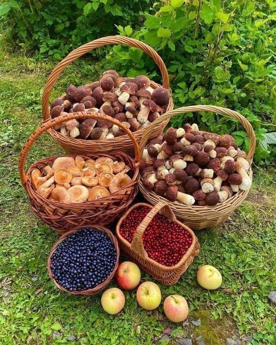 Coșuri cu ciuperci, fructe și plante culese din natură